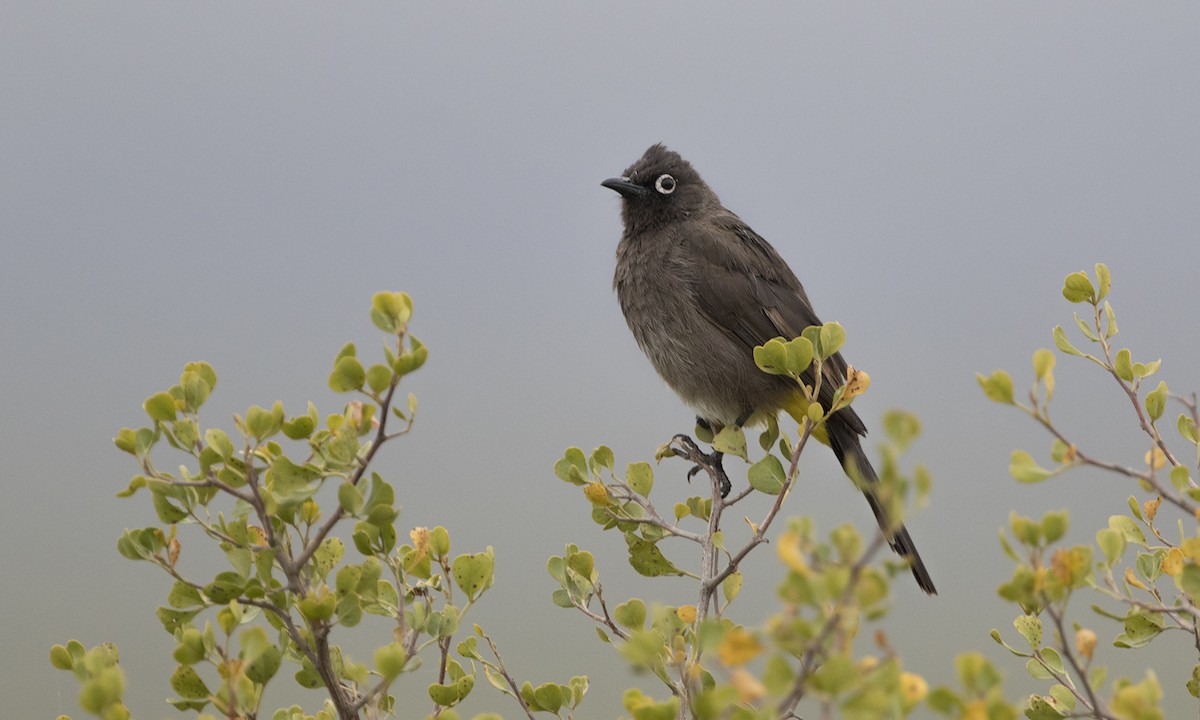 Cape Bulbul - ML616927184