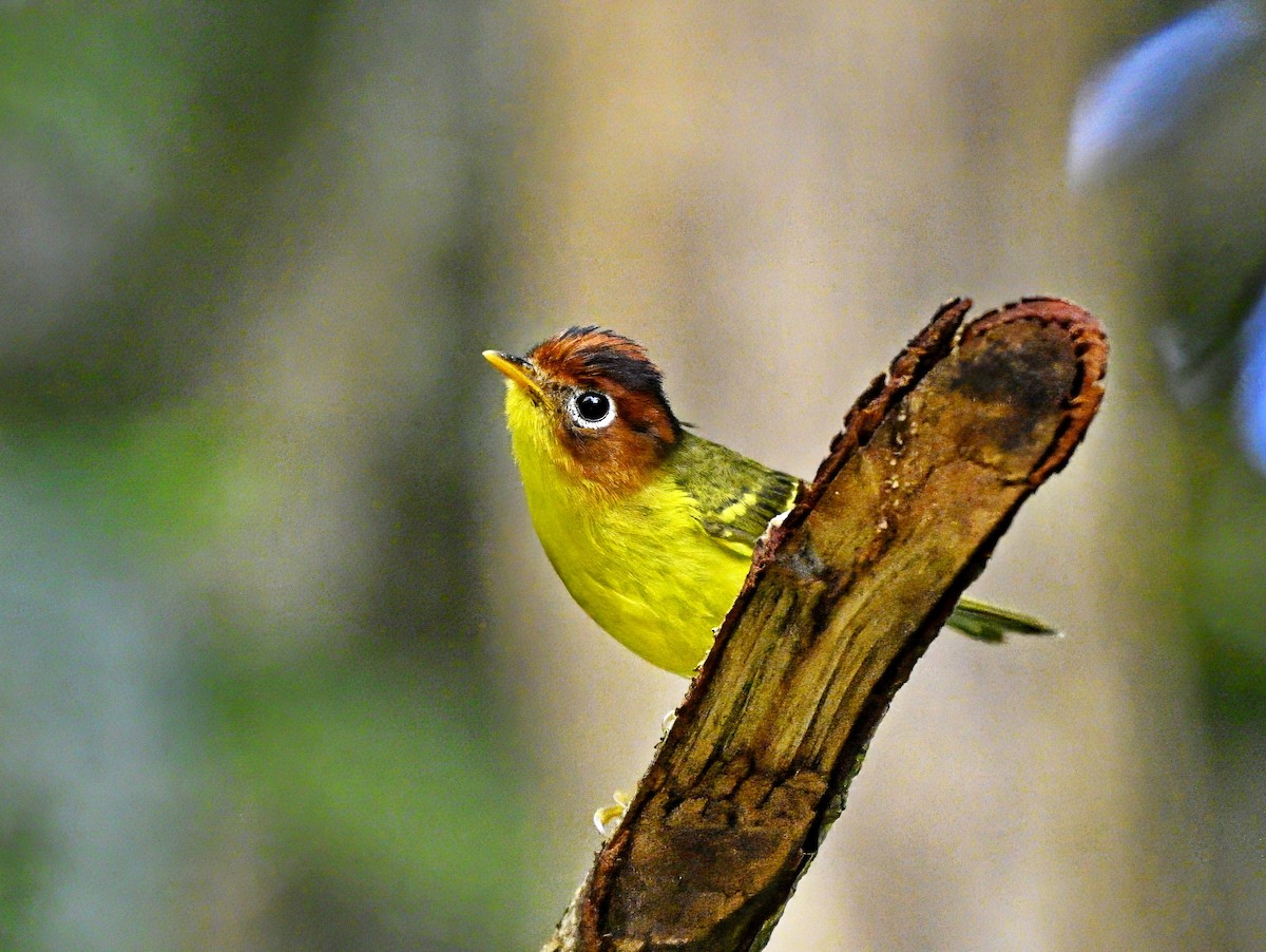 Yellow-breasted Warbler - Amar-Singh HSS