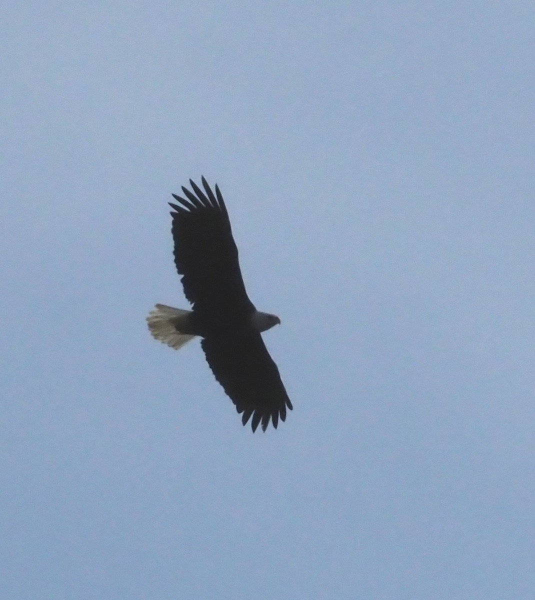 Bald Eagle - royann petrell