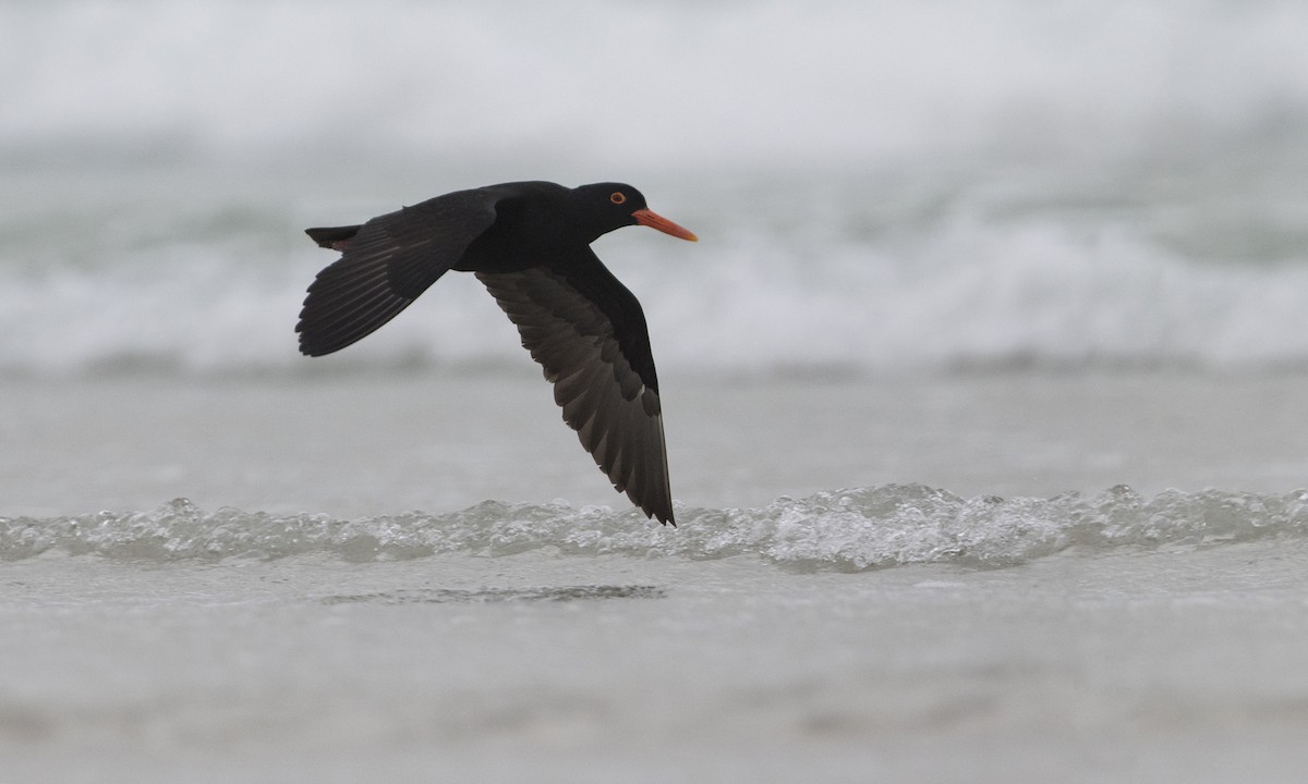 African Oystercatcher - ML616927211