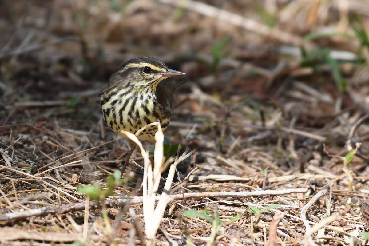 Northern Waterthrush - ML616927241
