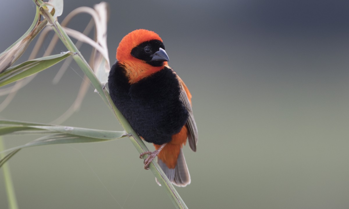 Southern Red Bishop - ML616927243