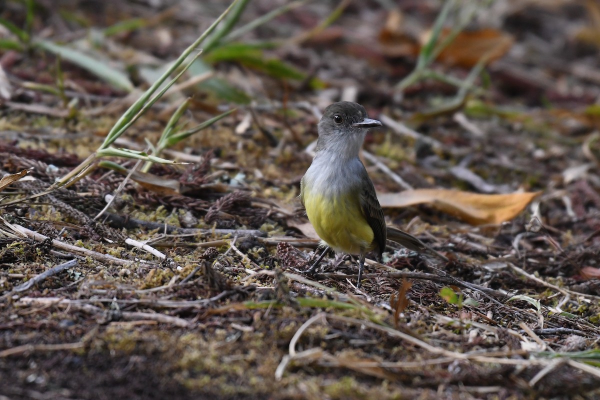Dusky-capped Flycatcher - ML616927249