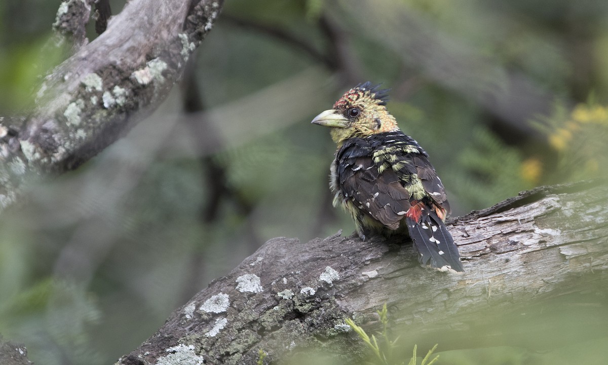 Crested Barbet - Zak Pohlen