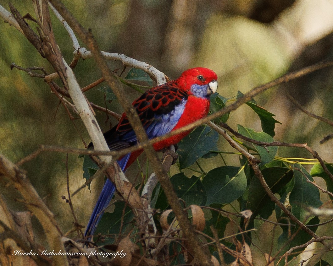 eBird Checklist - 25 Mar 2024 - Ironbark Ridge Reserve - 4 species