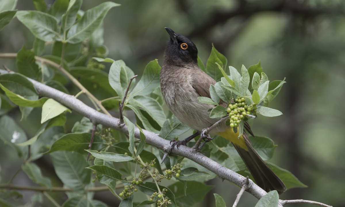 Black-fronted Bulbul - Zak Pohlen