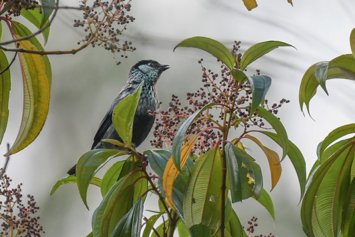 Black-capped Tanager - ML616927297