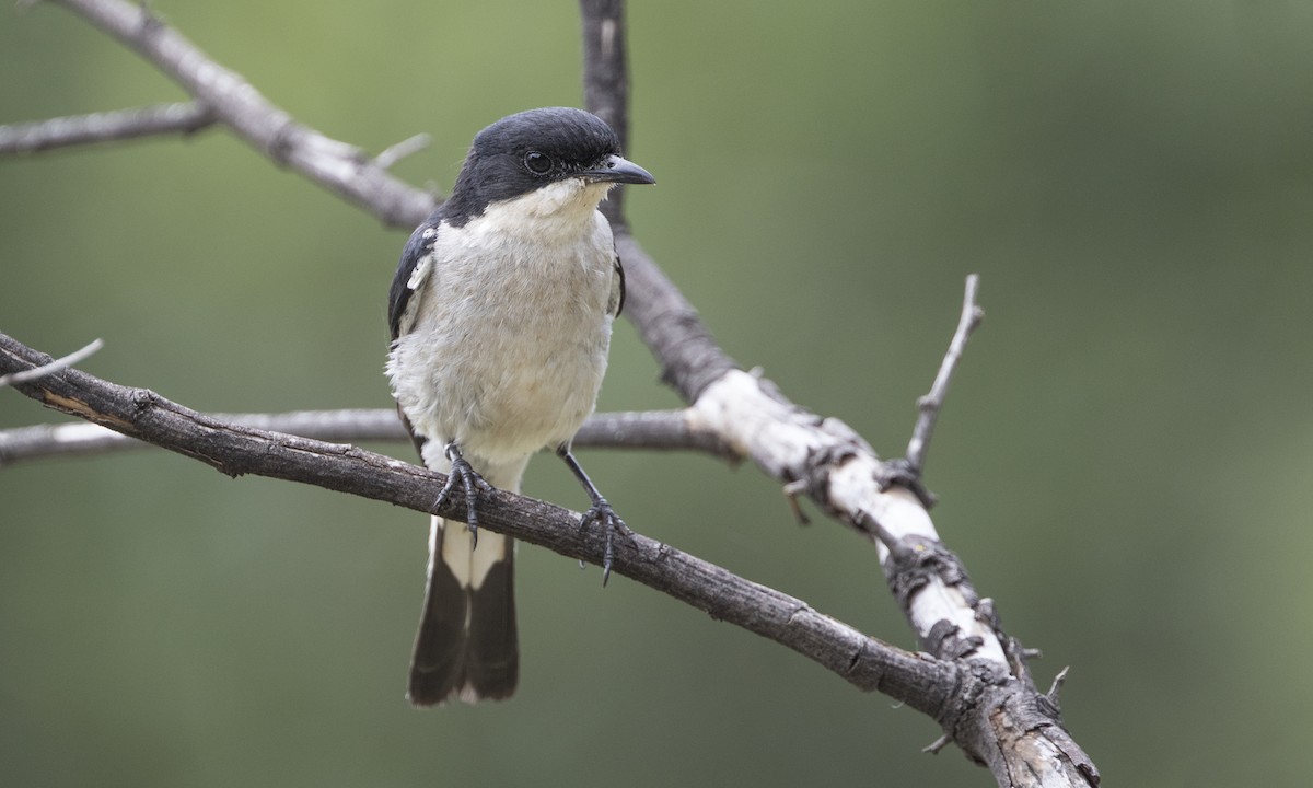 Fiscal Flycatcher - ML616927307