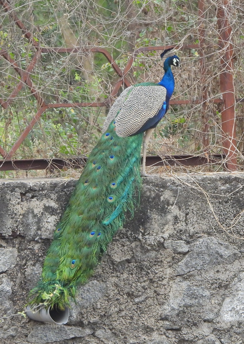 Indian Peafowl - ML616927322