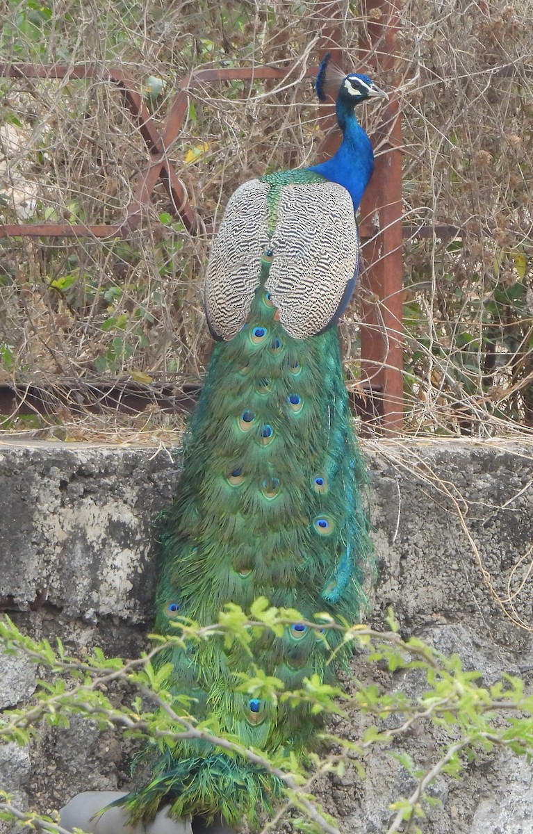 Indian Peafowl - ML616927323