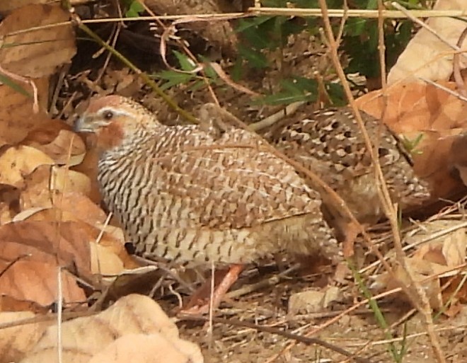 Rock Bush-Quail - ML616927331