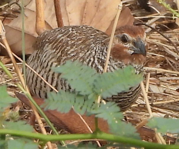 Rock Bush-Quail - ML616927333