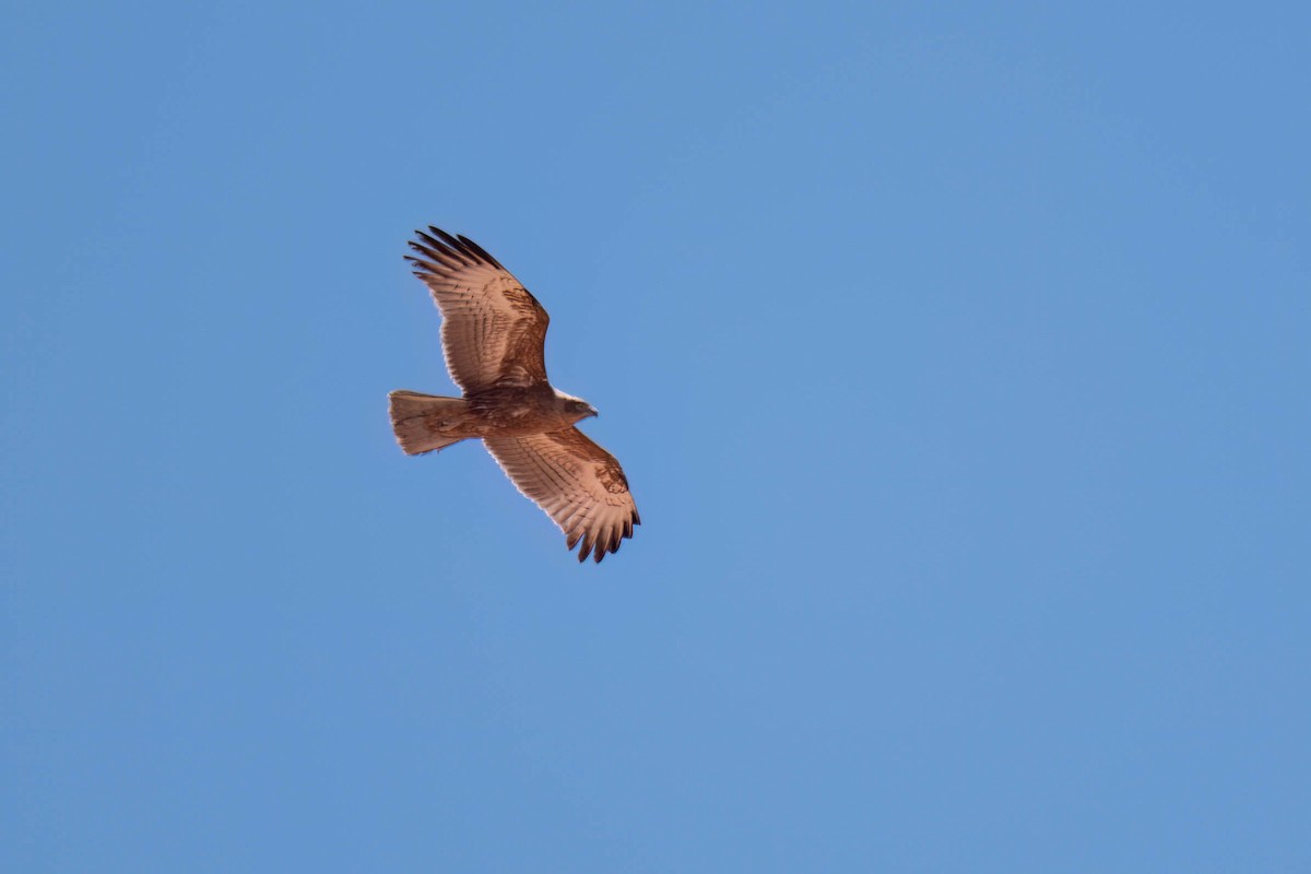 Black-chested Snake-Eagle - ML616927373