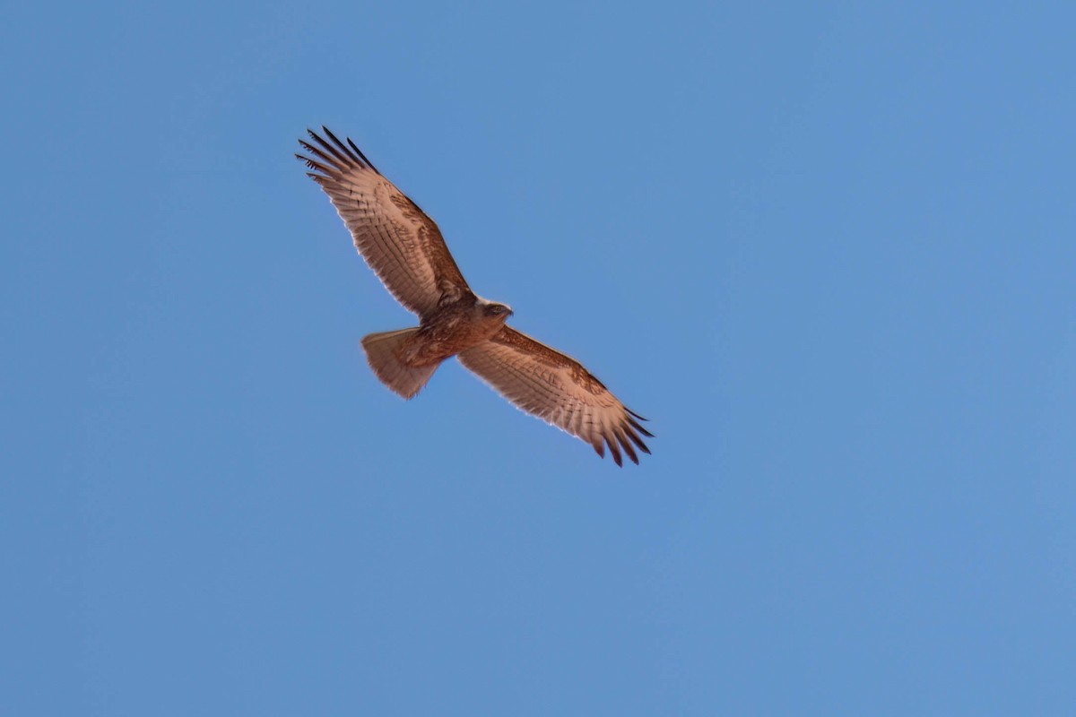 Black-chested Snake-Eagle - ML616927375