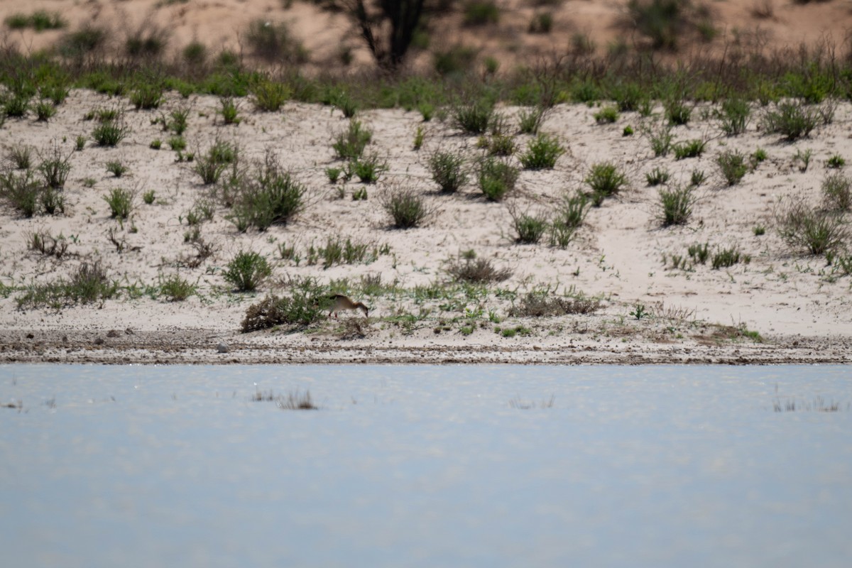 Egyptian Goose - ML616927430