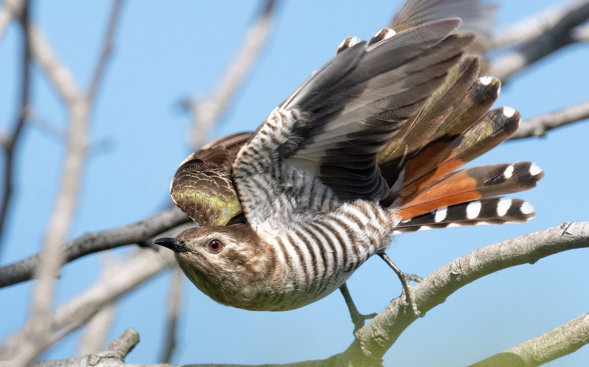 Horsfield's Bronze-Cuckoo - ML616927438