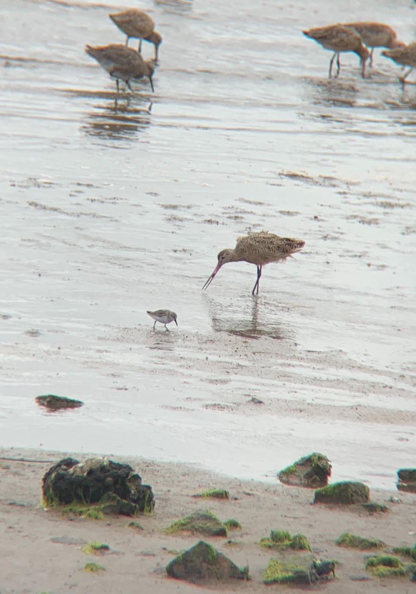 Marbled Godwit - ML616927450