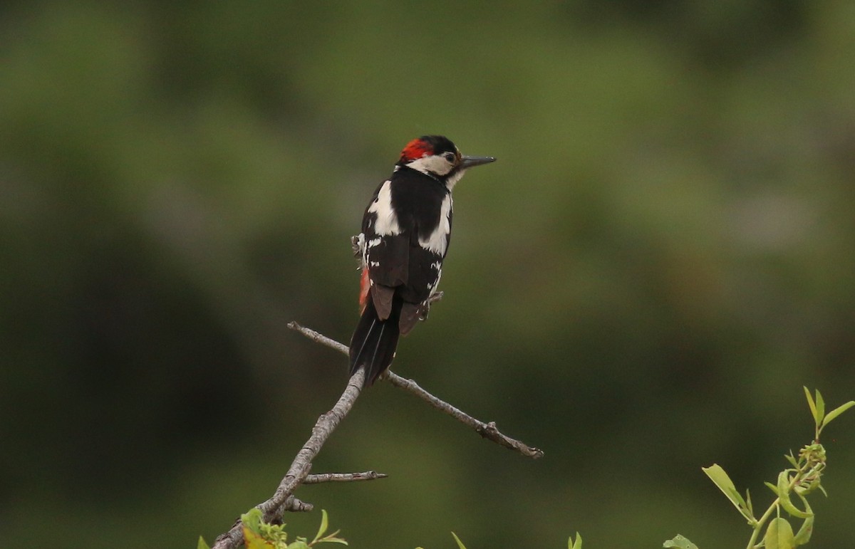 Syrian Woodpecker - ML616927556