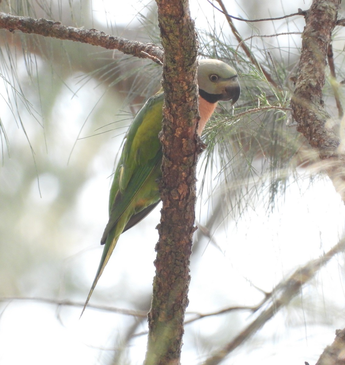 Red-breasted Parakeet - Rafael Berlanga