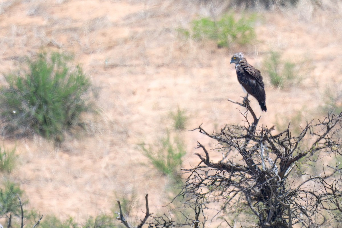 Black-chested Snake-Eagle - ML616927578