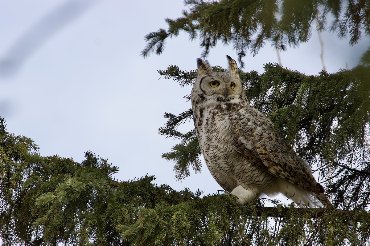 Great Horned Owl - ML616927629