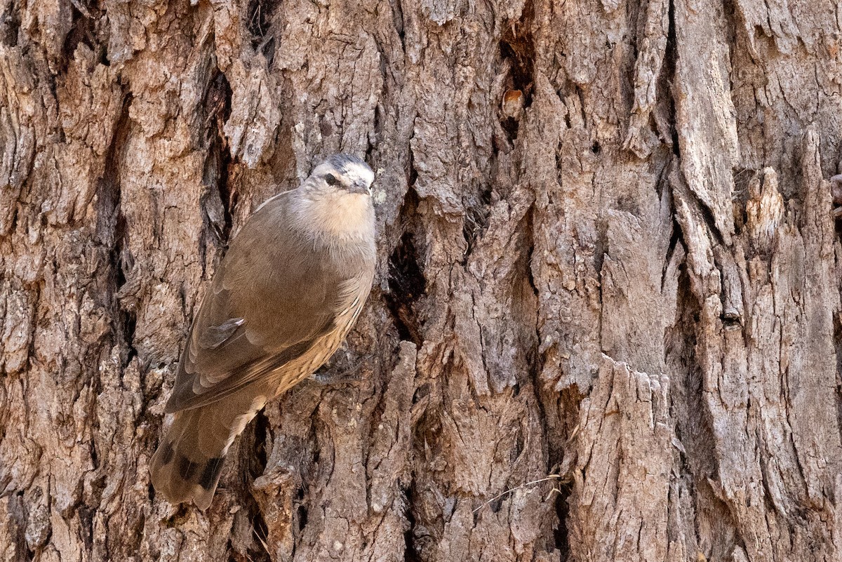 Brown Treecreeper - Richard and Margaret Alcorn