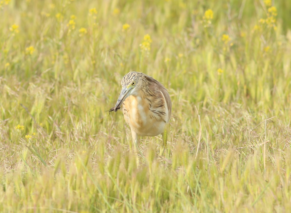 Squacco Heron - ML616927660