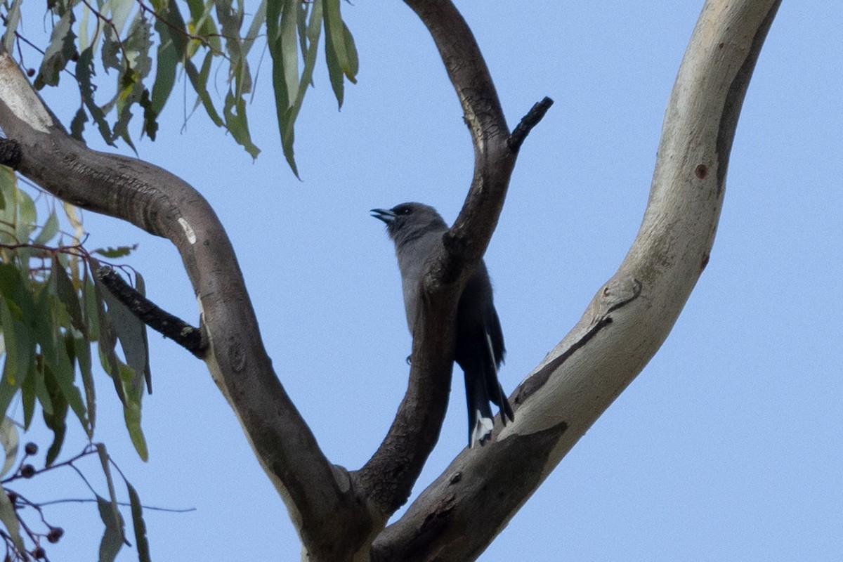Dusky Woodswallow - ML616927693