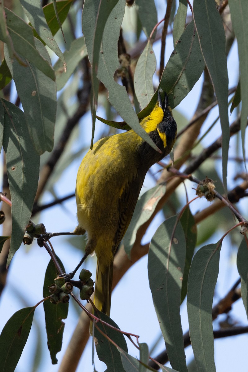 Yellow-tufted Honeyeater - ML616927695