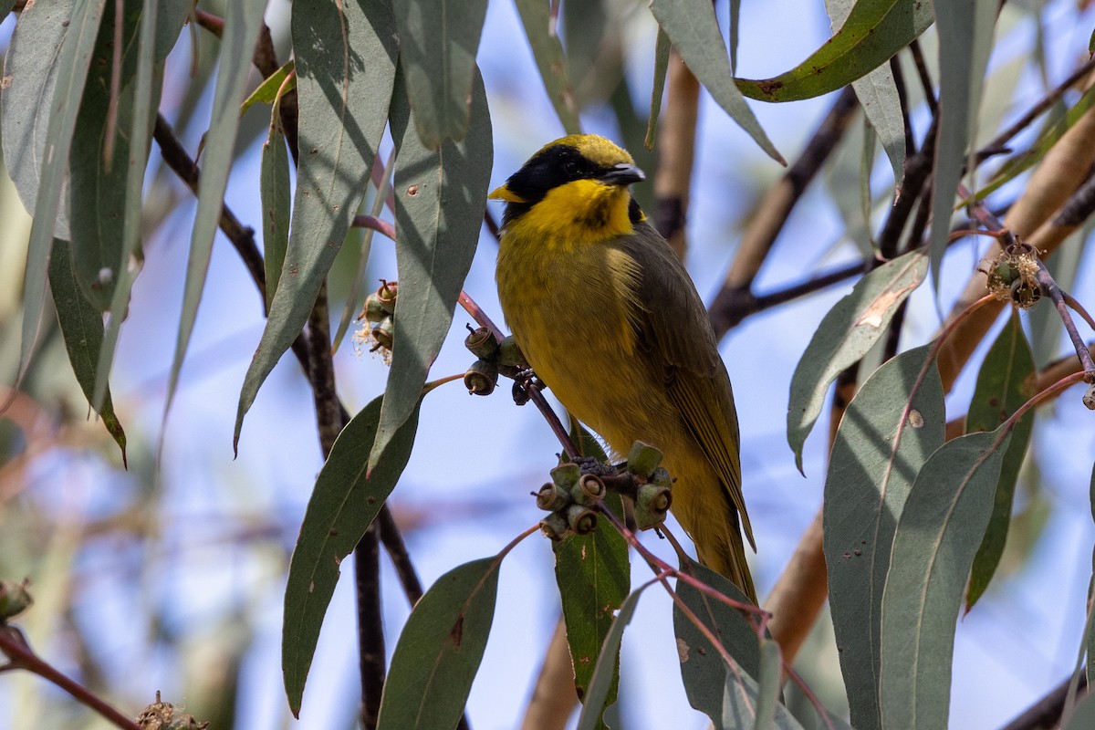 Yellow-tufted Honeyeater - ML616927696