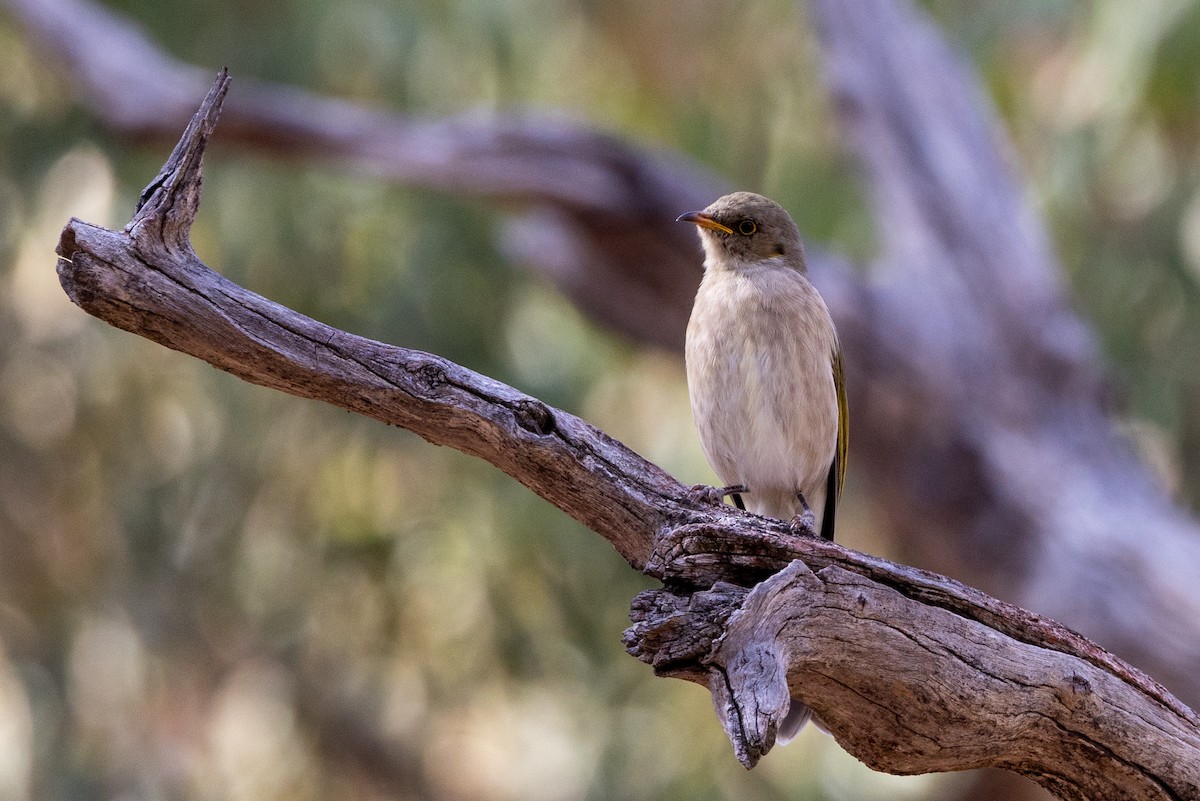 Fuscous Honeyeater - ML616927700