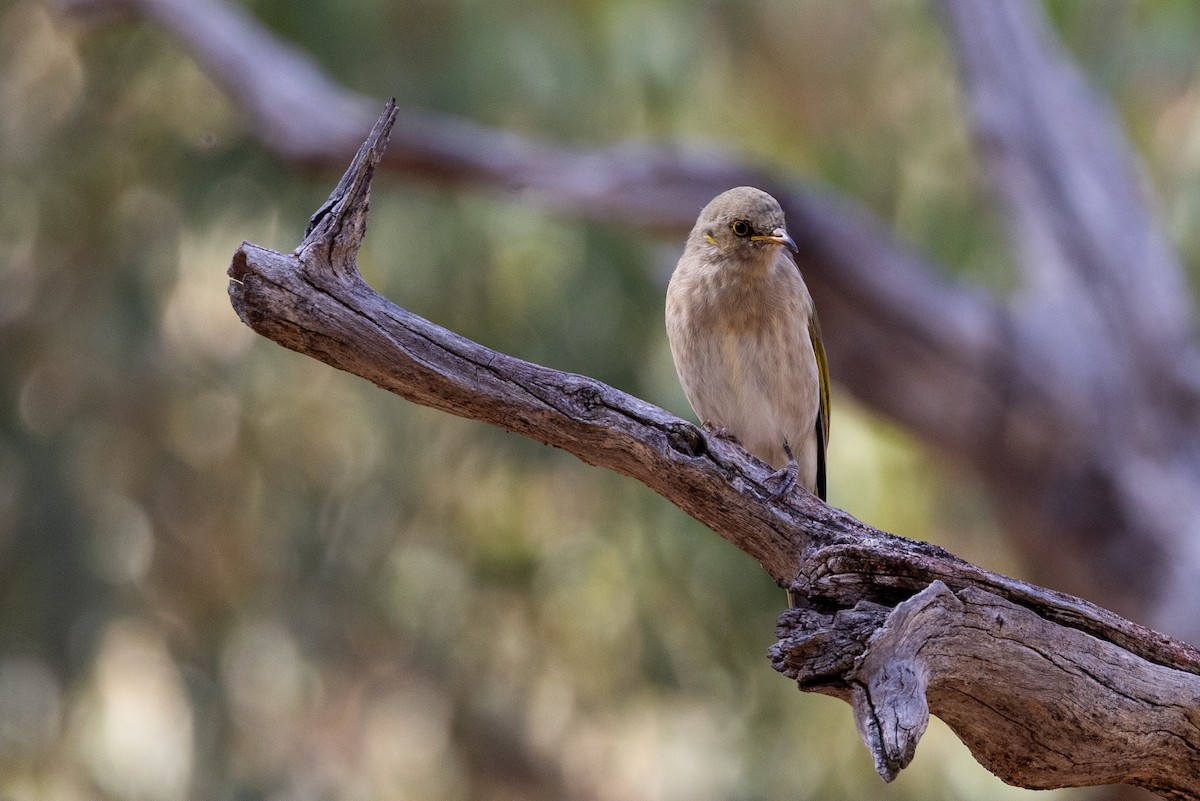 Fuscous Honeyeater - Richard and Margaret Alcorn