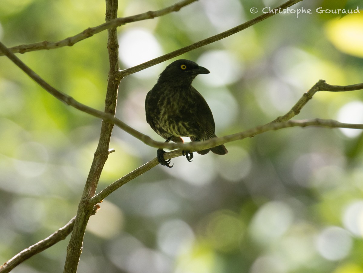 Micronesian Starling - Christophe Gouraud