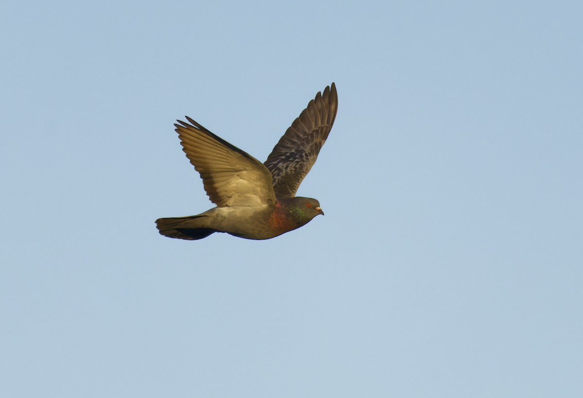 Rock Pigeon (Feral Pigeon) - Ben Rippley