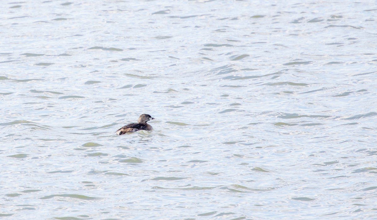 Pied-billed Grebe - Lucie Labrosse