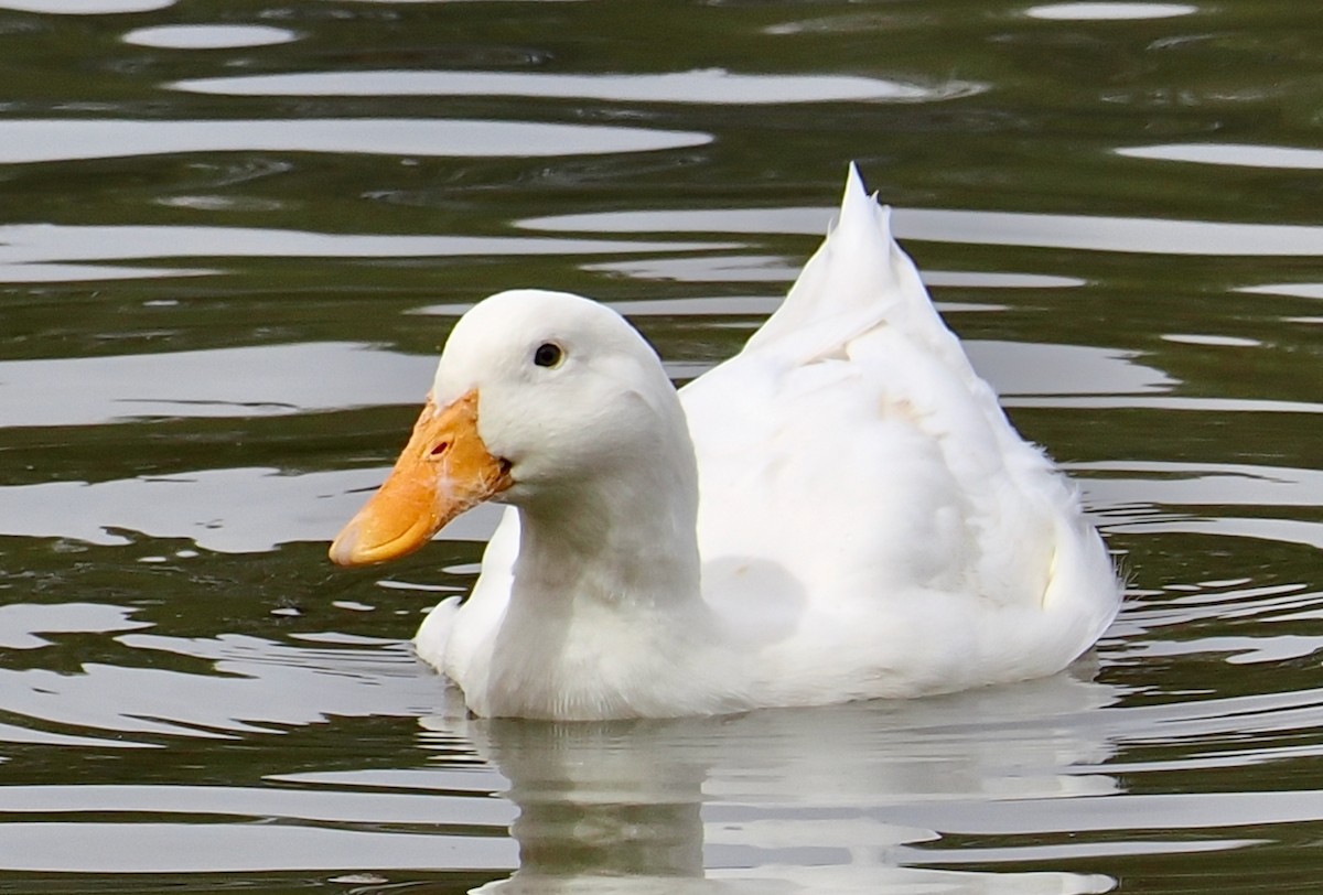 Mallard (Domestic type) - ML616927781