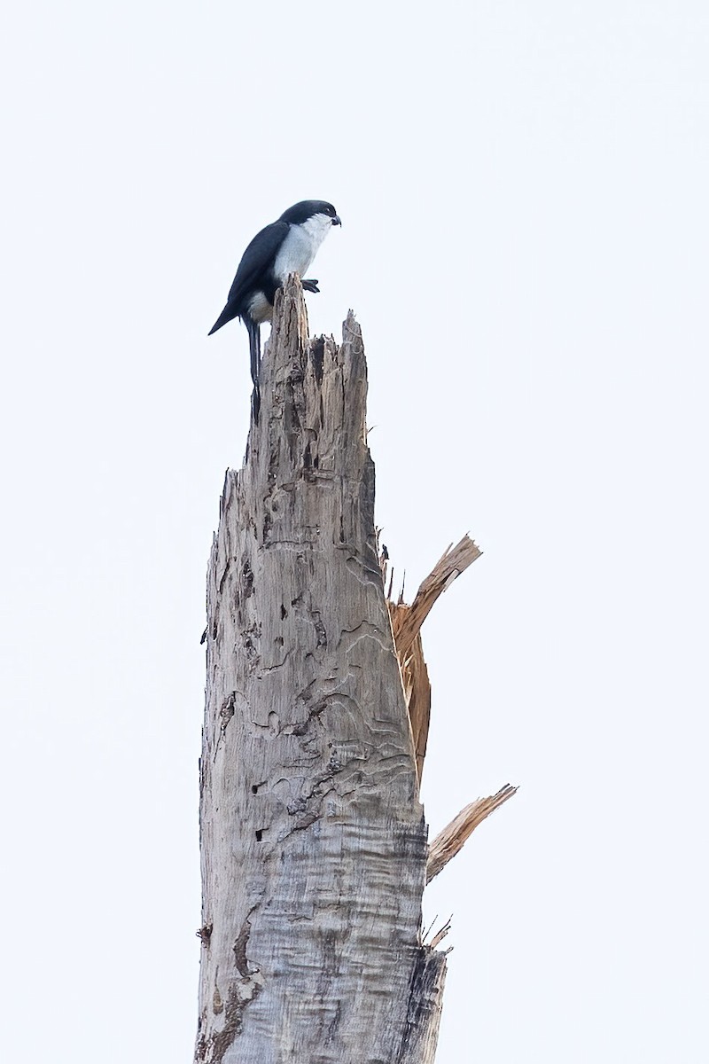 Philippine Falconet - Harald Dahlby