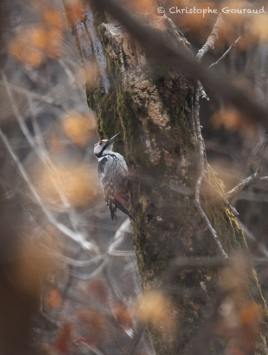 White-backed Woodpecker (White-backed) - ML616927810