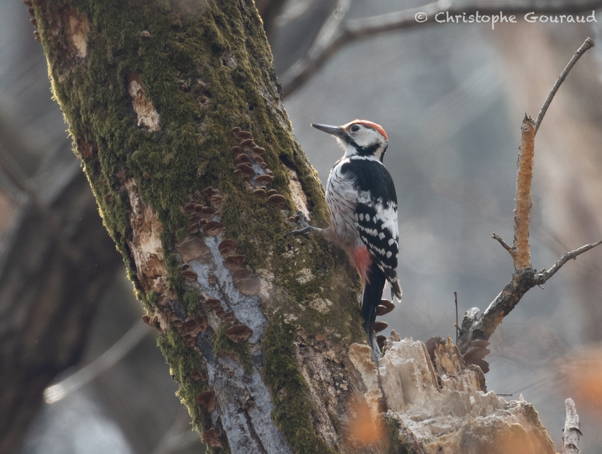 White-backed Woodpecker (White-backed) - ML616927811