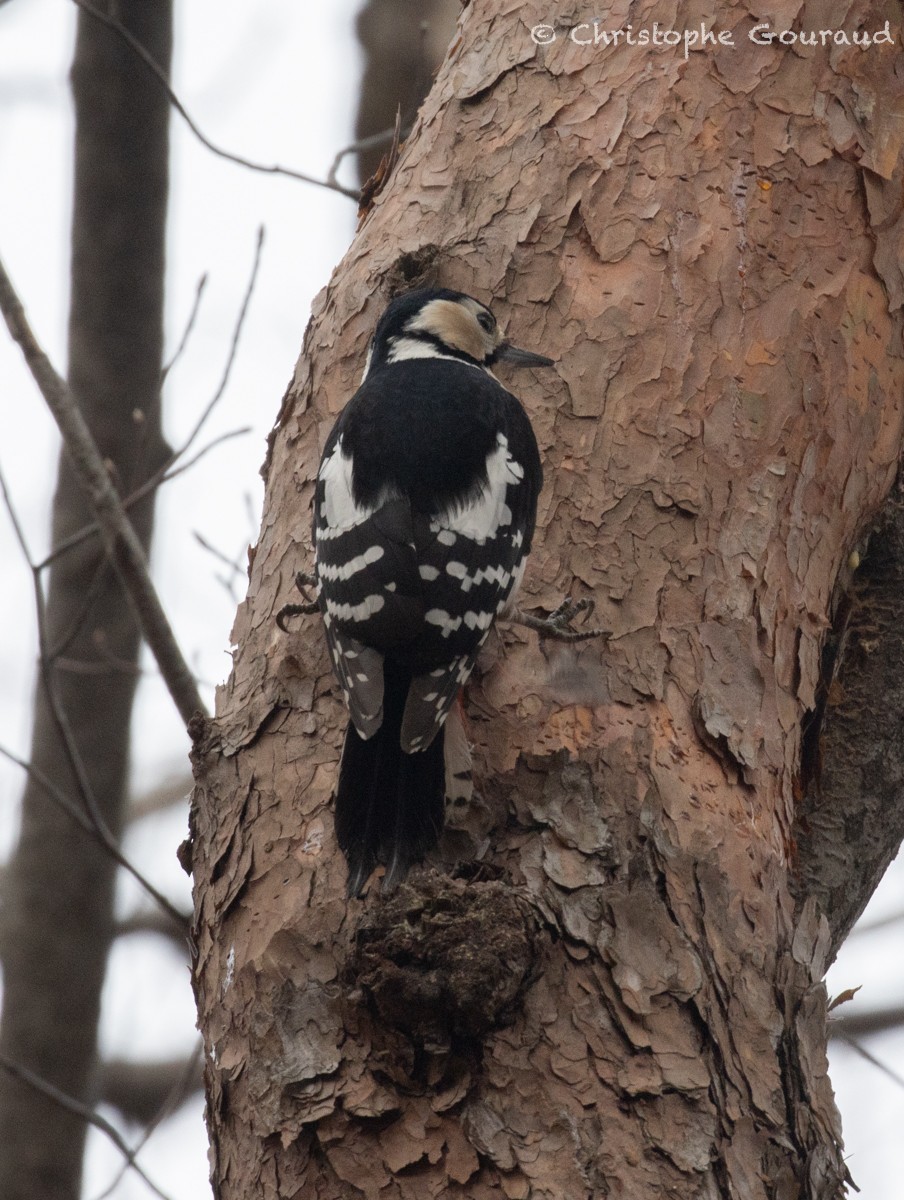 Great Spotted Woodpecker - ML616927813
