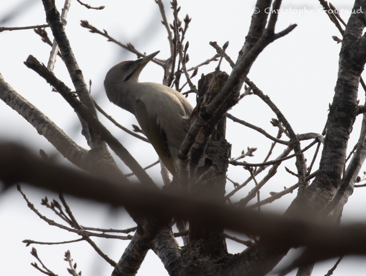 Gray-headed Woodpecker (Gray-headed) - ML616927816