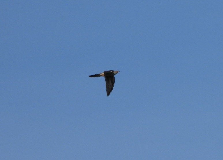 Common Cuckoo - ML616927820