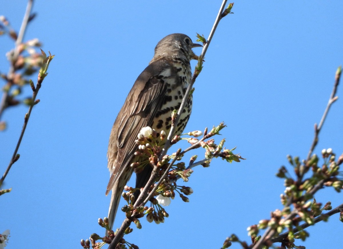 Бужмаг хөөндэй - ML616927829