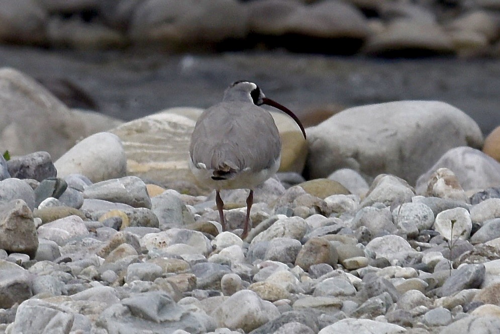 Bec-d'ibis tibétain - ML616927830