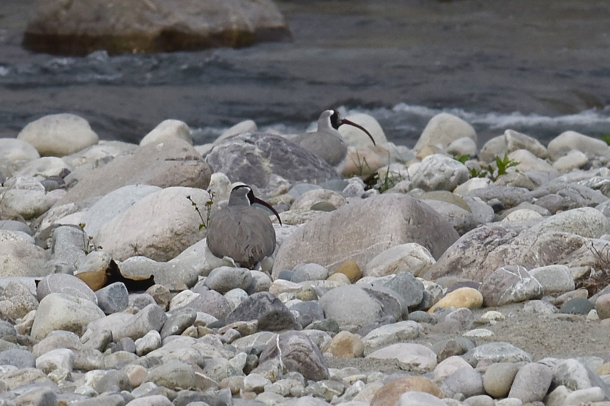 Bec-d'ibis tibétain - ML616927831