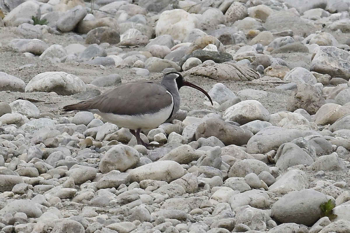 Bec-d'ibis tibétain - ML616927832