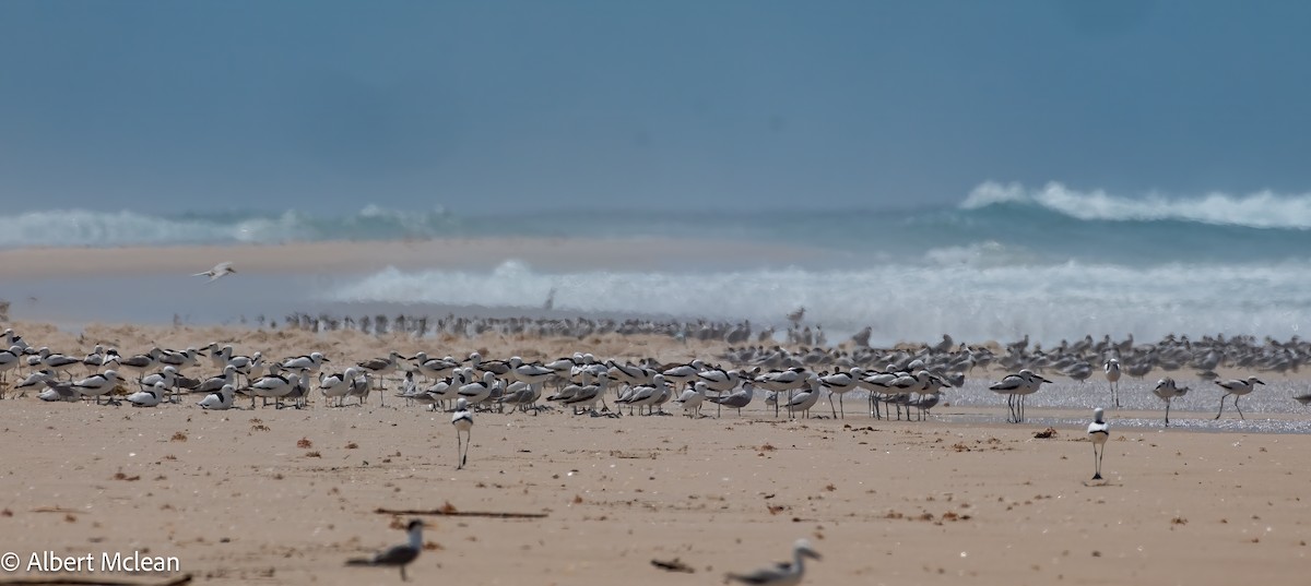 Crab-Plover - ML616927864