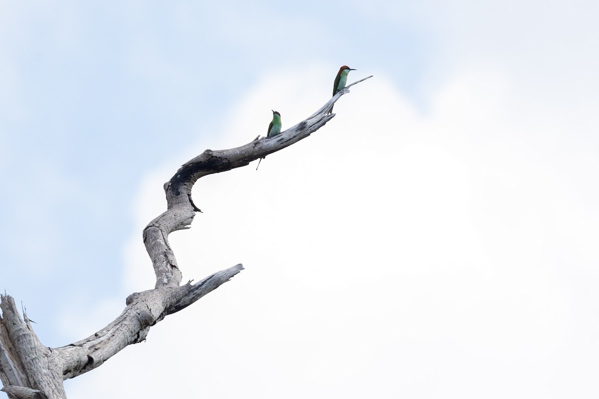 Rufous-crowned Bee-eater - Harald Dahlby