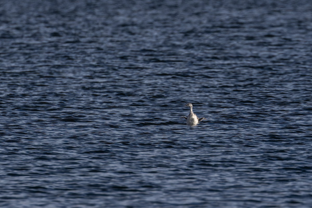 Great Crested Grebe - ML616927906