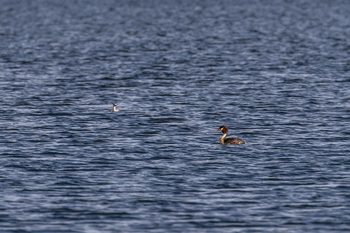 Great Crested Grebe - ML616927907